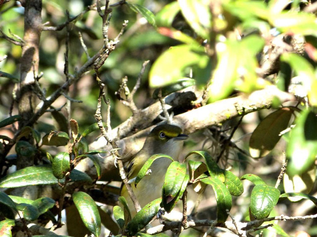 Bird perched branch tree leaves #5 free wallpaper - medium preview image