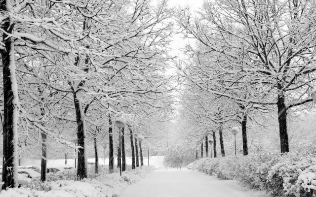 Snowy path park trees bushes #2 free wallpaper - medium preview image