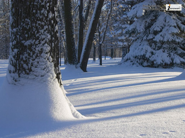 Snow covered path park trees free wallpaper - medium preview image