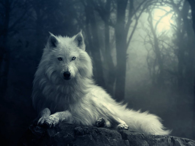 White wolf sitting rock forest free wallpaper - medium preview image