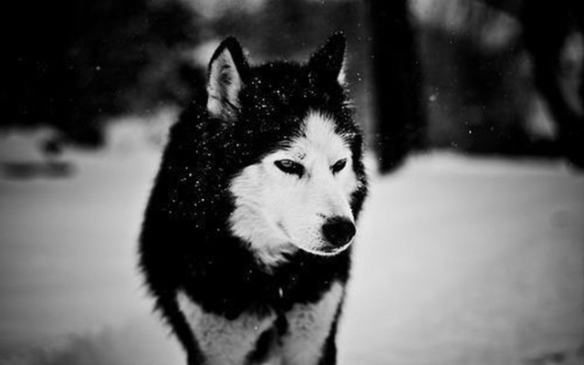 Husky dog snow sad look free wallpaper - medium preview image
