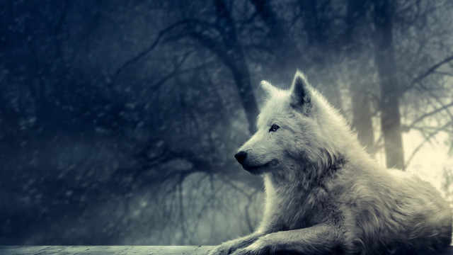 White wolf wooden ledge forest #3 free wallpaper - medium preview image