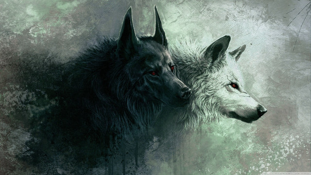 Two wolfs facing green background free wallpaper - medium preview image