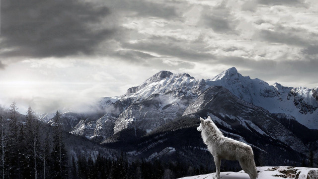 Lone wolf snowy mountain cloudy free wallpaper - medium preview image