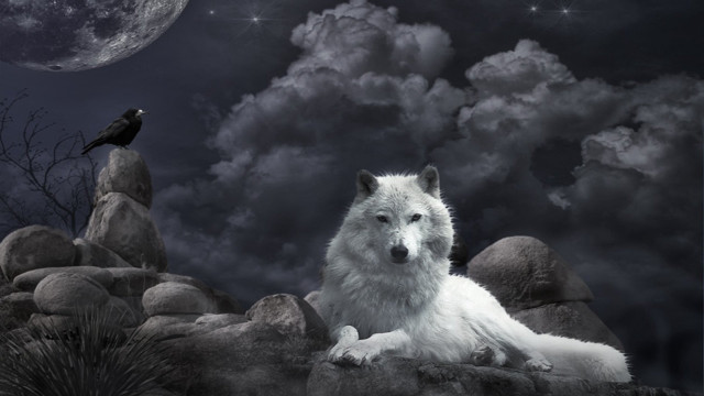 White wolf rock night crow free wallpaper - medium preview image