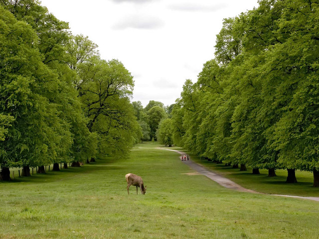 Horse grazing field trees road free wallpaper - medium preview image