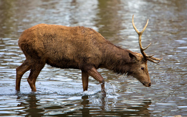 Deer horns water fish ecological free wallpaper - medium preview image