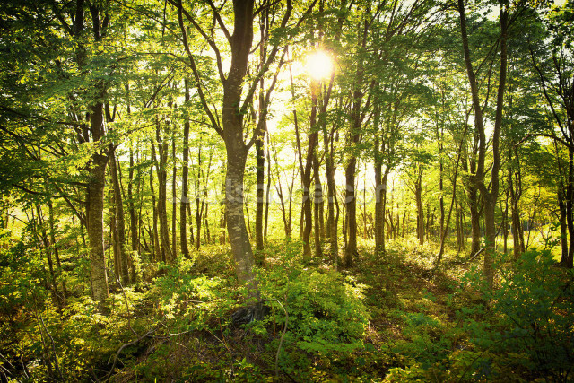 Forest sunlight trees bushes path free wallpaper - medium preview image