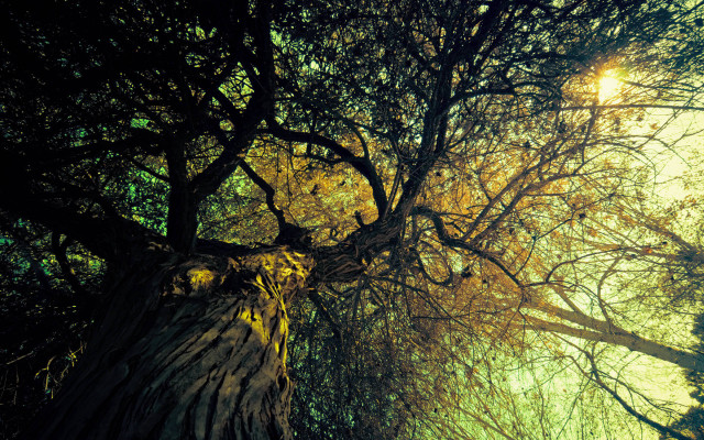 Tree leaves sun shining branches free wallpaper - medium preview image