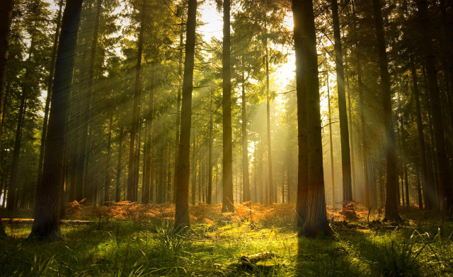 Sunlight through forest trees grass free wallpaper - medium preview image