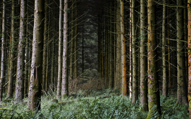 Forest trees green grass bushes #3 free wallpaper - medium preview image