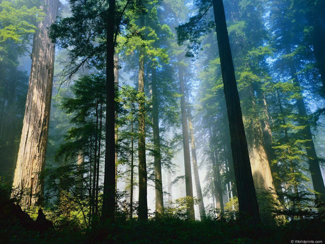 Forest fog sunlight autumn bench free wallpaper - medium preview image