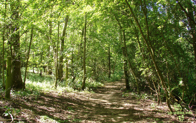 Dirt path forest trees bushes #2 free wallpaper - medium preview image