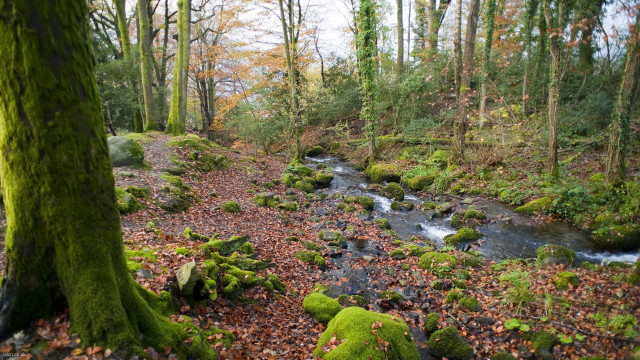 Stream lush forest mossy ground free wallpaper - medium preview image
