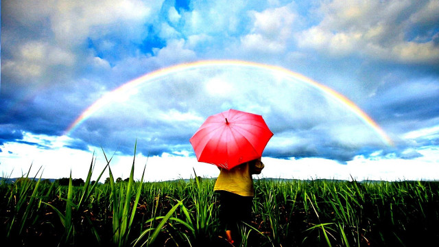 Person holding red umbrella field free wallpaper - medium preview image