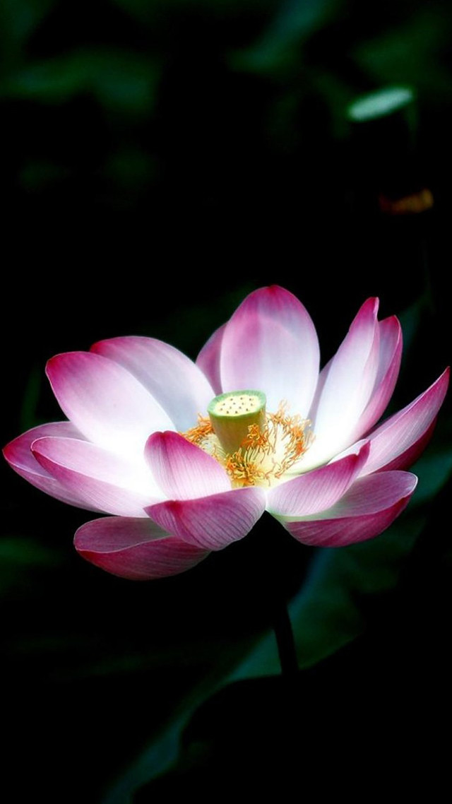 Pink flower yellow center dark #2 free wallpaper - medium preview image