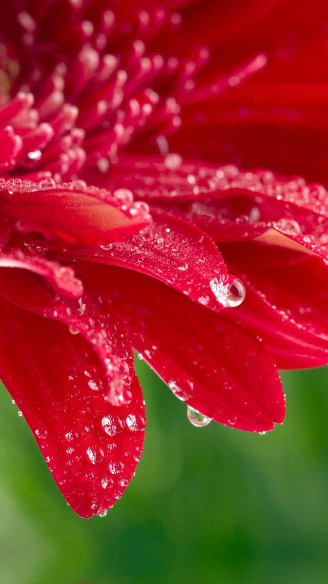 Red flower water droplets petals free wallpaper - medium preview image