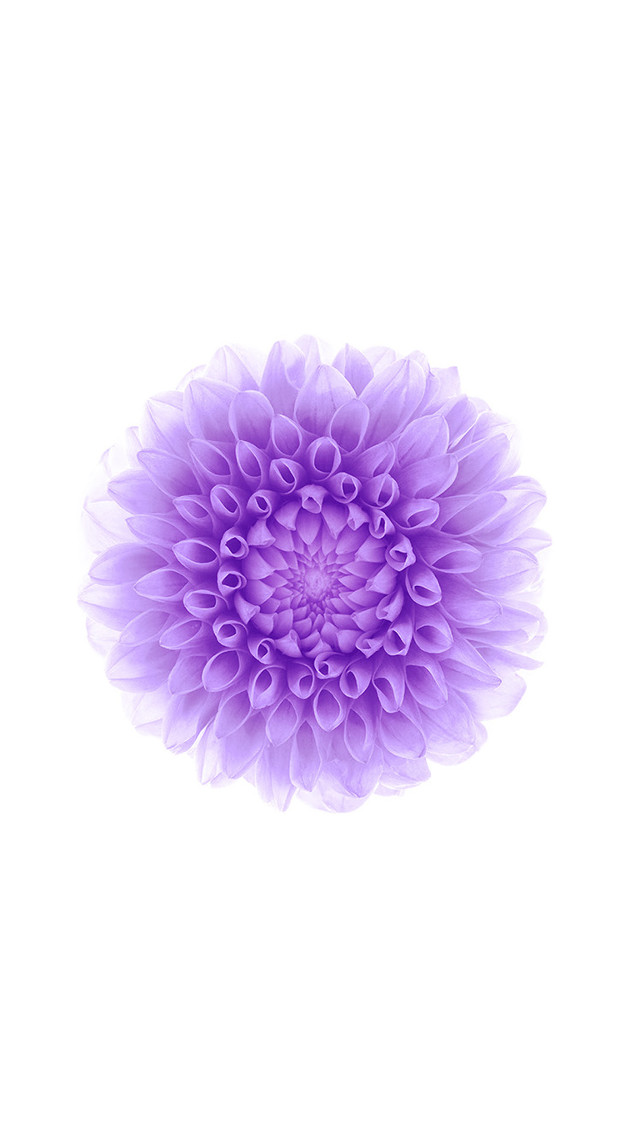 Purple flower white background white free wallpaper - medium preview image