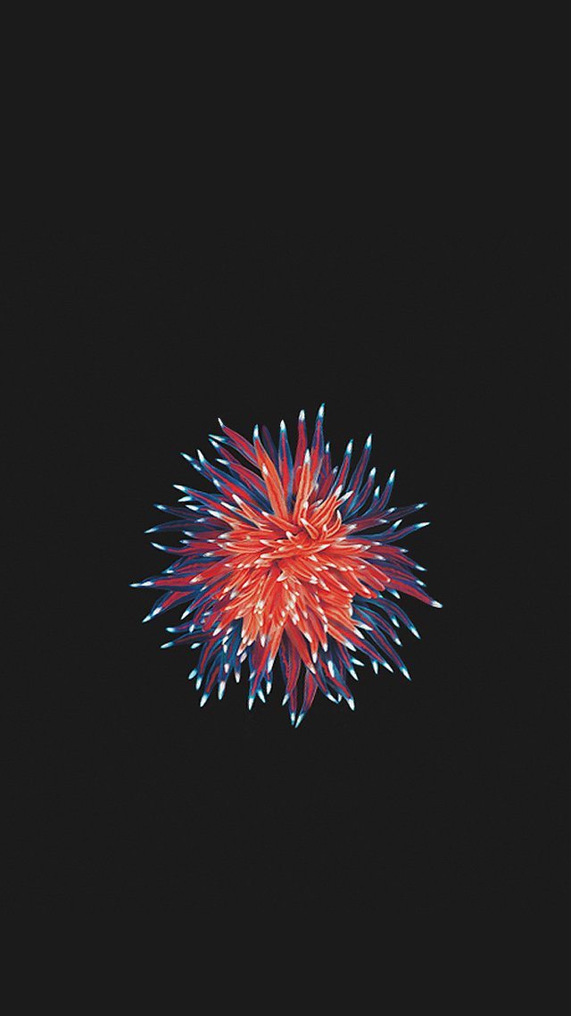 Red white blue fireworks black free wallpaper - medium preview image