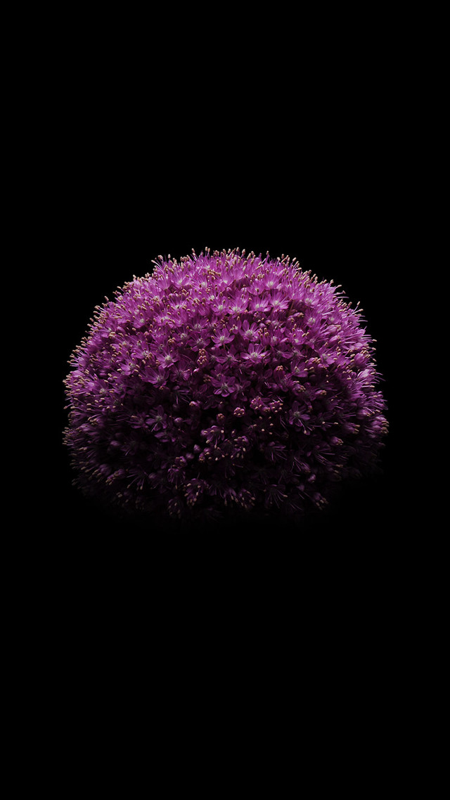 Purple flower black background reflection free wallpaper - medium preview image