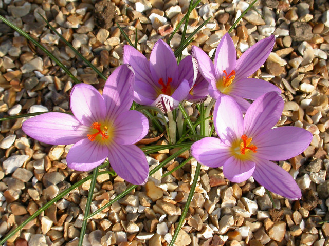 Purple flowers gravel rocks grass #3 free wallpaper - medium preview image