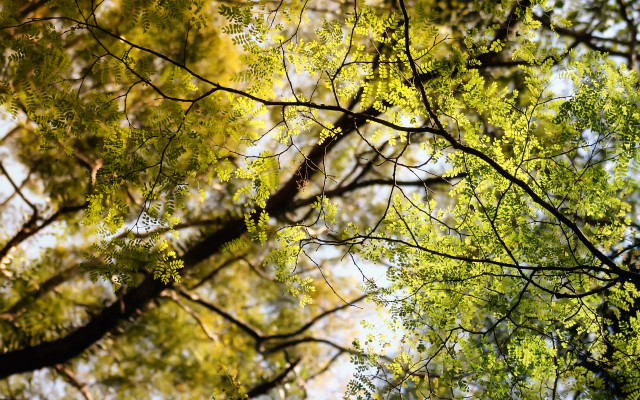 Tree branches view below sky free wallpaper - medium preview image