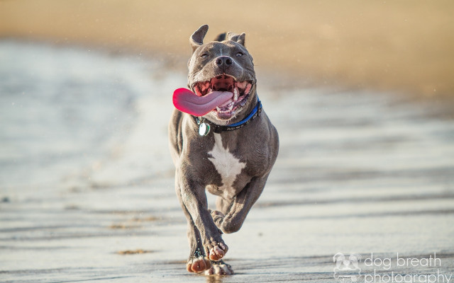 Dog running beach frisbee tongue #2 free wallpaper - medium preview image