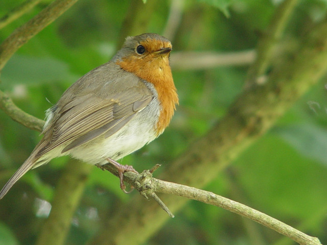 Bird branch leaves photorealism macro free wallpaper - medium preview image