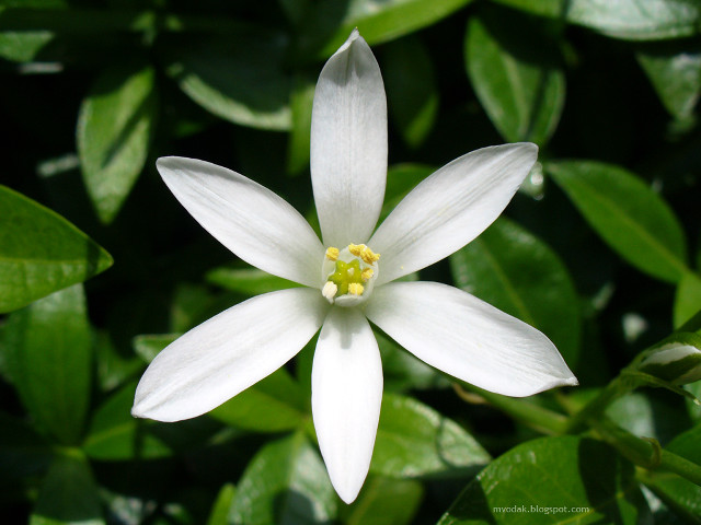White flower yellow center green #8 free wallpaper - medium preview image