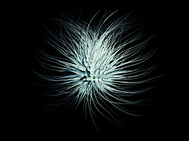 White flower with long petals free wallpaper - medium preview image