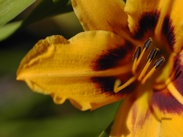 Yellow flower red center green #4 free wallpaper - medium preview image