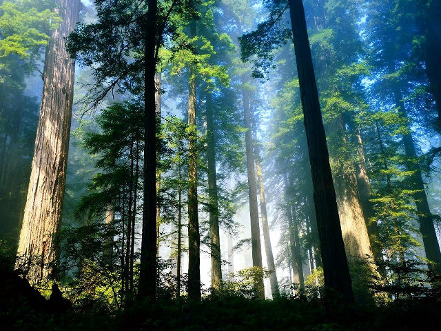 Foggy forest tall trees sunlight free wallpaper - medium preview image