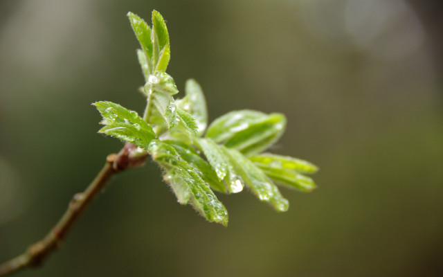Leaf water droplets macro blurry free wallpaper - medium preview image