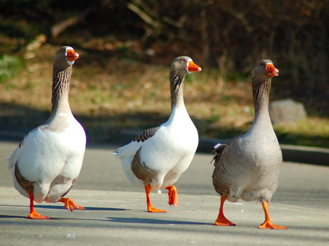 Three geese walking street forest free wallpaper - medium preview image