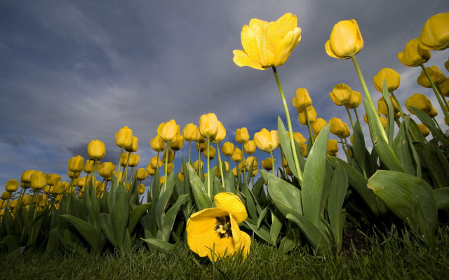 Yellow flower field bee cloudy #2 free wallpaper - medium preview image