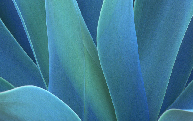Blue plant green leaves sky #2 free wallpaper - medium preview image