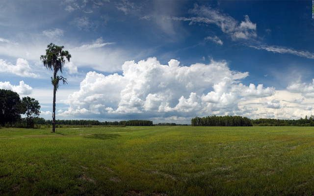Large field palm tree blue #4 free wallpaper - medium preview image