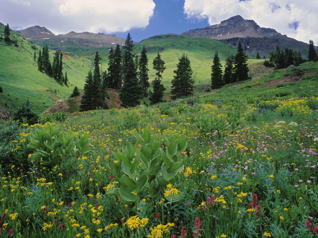 Wildflowers mountains trees clouds nature free wallpaper - medium preview image