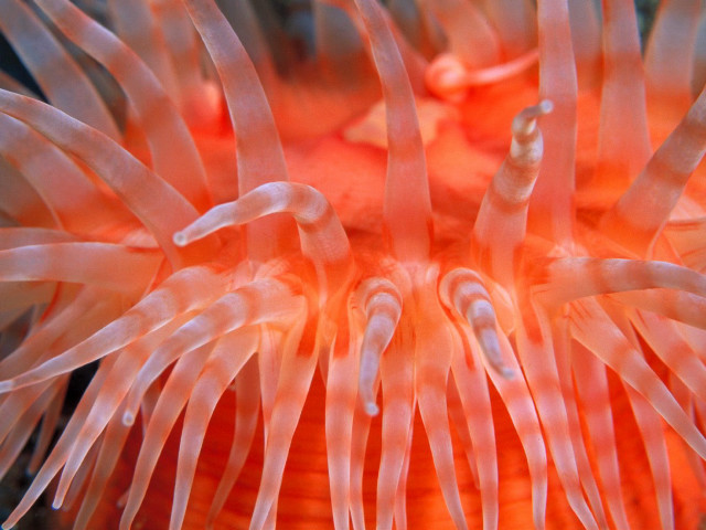 Orange anemone white stripe black #2 free wallpaper - medium preview image