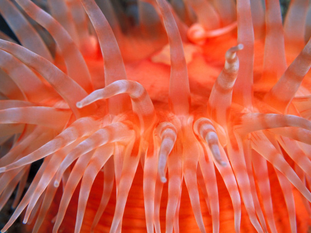 Orange anemone white stripe macro free wallpaper - medium preview image