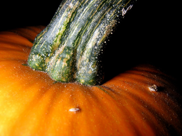 Pumpkin water droplets closeup black free wallpaper - medium preview image