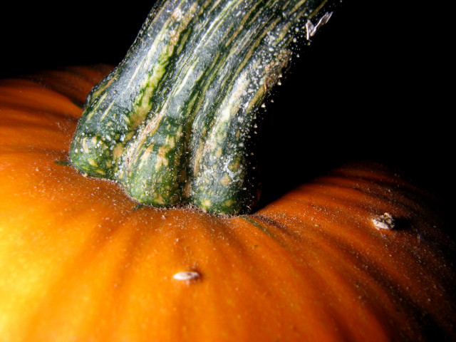 Pumpkin water droplets closeup black #4 free wallpaper - medium preview image