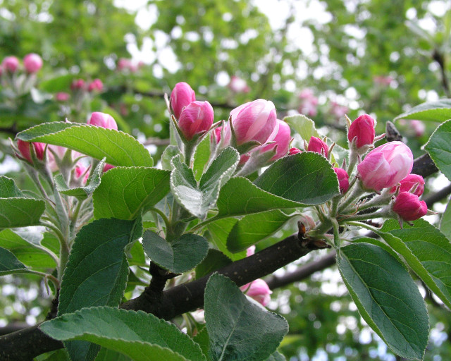Pink flower tree spring bokeh free wallpaper - medium preview image