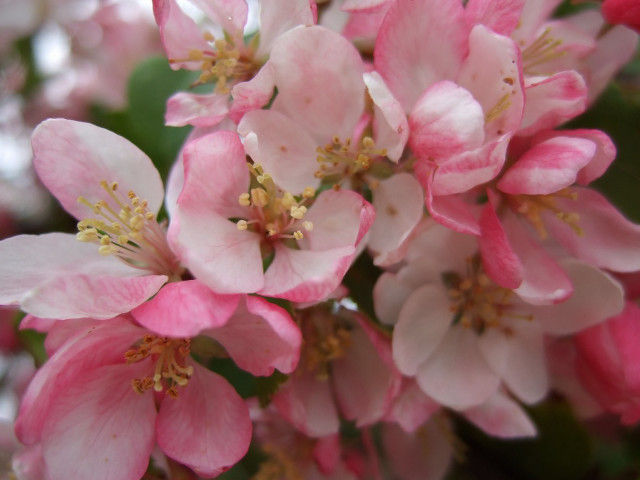 Pink flowers branch bokeh nature free wallpaper - medium preview image