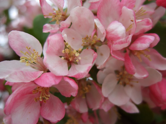 Pink flowers bloom closeup bokeh free wallpaper - medium preview image
