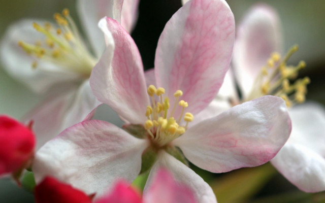 Flower closeup many petals buds free wallpaper - medium preview image
