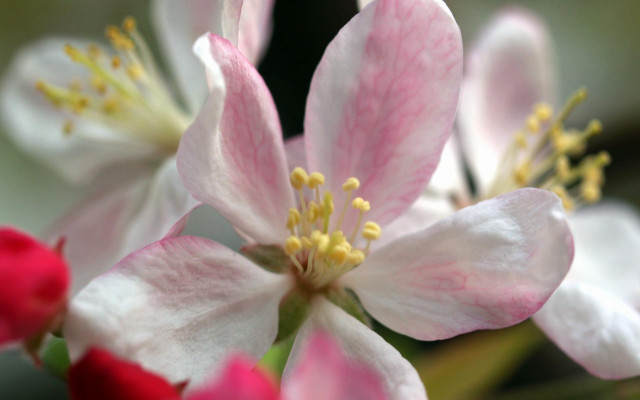 Close up pink white flower free wallpaper - medium preview image
