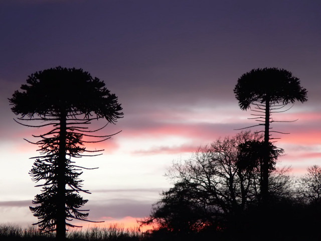 Tall trees sunset field sky #2 free wallpaper - medium preview image