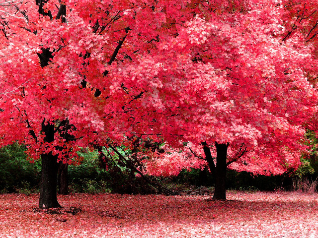 Trees red leaves bench autumn #2 free wallpaper - medium preview image