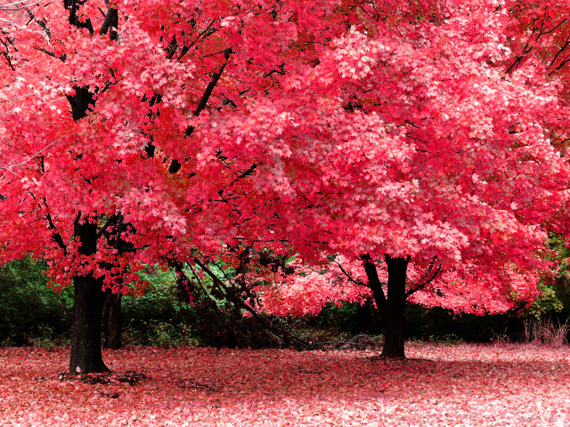 Red tree leaves bench park #4 free wallpaper - medium preview image